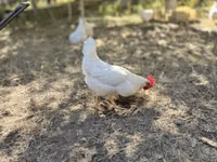 Leghorn — picha 2