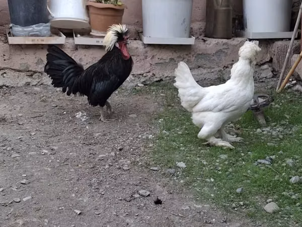 Chickens