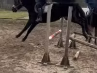 公马, Hungarian horse breed — 照片 2