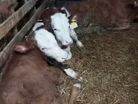 Bull, Simmental cattle — photo 5