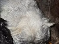 मेढ़ा, भेड़ — फ़ोटो 8