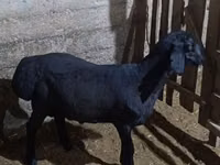 मेढ़ा, Hissar sheep — फ़ोटो 2