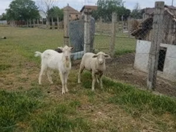 Carnero, Merino sheep