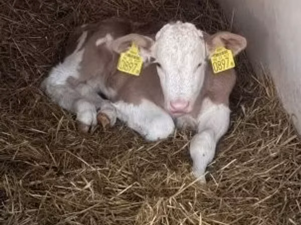 Toro, Raza gris húngara
