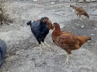 Chickens — الصورة 4