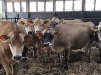 Cow, Jersey breed — photo 1