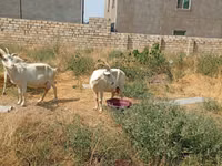 عنزة, Saanen goat — الصورة 8