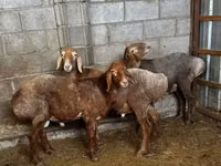 Oveja, Katum sheep — foto 2