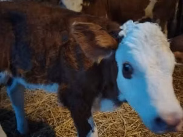Bulle, Simmental cattle