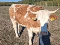 Vaca, French Simmental cattle — foto 2