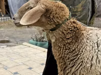 Sheep, Arashan sheep — photo 8