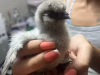 Silkie — picha 4