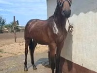 Faras, Nonius horse — sawirka 1