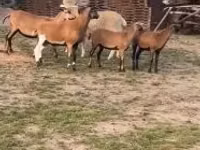 Sheep, Cameroon sheep — photo 2