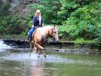 حصان, Palomino — الصورة 7