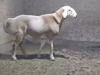 كبش, الأغنام — الصورة 6