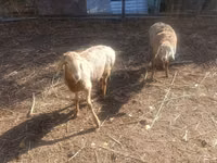 نعجة, Tian-Shan semifinewool sheep — الصورة 1