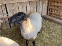 मेढ़ा, White Suffolk sheep — फ़ोटो 4