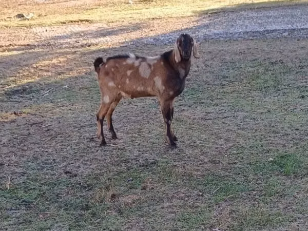 Billy Goat, Nubian Goat