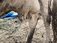 Cow, Holstein breed — photo 8