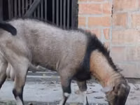 Billy Goat, Nubian Goat — photo 2
