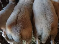 मेढ़ा, Romanov sheep — फ़ोटो 2