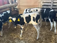 Bull, Russian Black pied cattle — photo 3