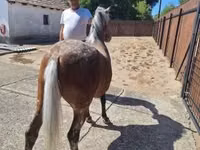 घोड़ी, Berber horse — फ़ोटो 3