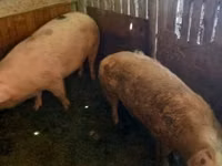 Sow, Pigs — photo 3