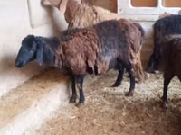 公羊, Jaidara sheep — 照片 1