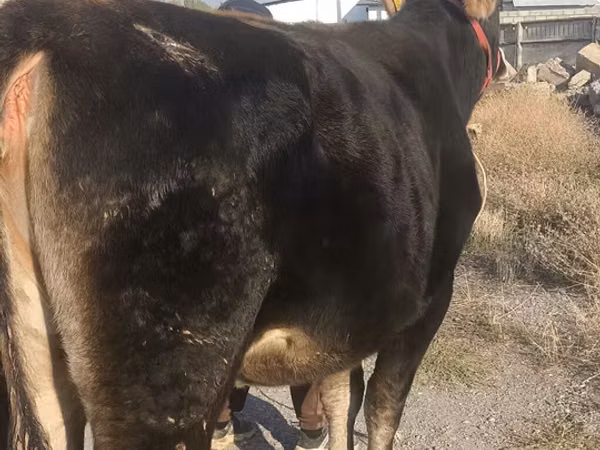 Cow, Swiss cattle