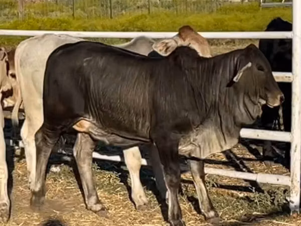 Ng'ombe jike, Brahman