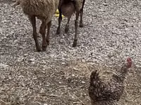 Sheep, Sheep — photo 1