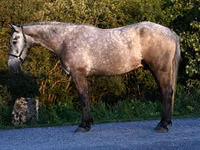 Faras, Horses — sawirka 1