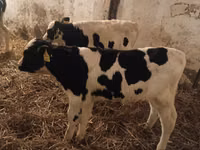 Bull, Russian Black pied cattle — photo 3