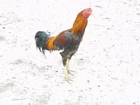 银乌德蓝 — 照片 7