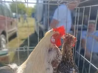 Chickens — photo 7