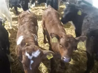 Toro, Simmental cattle — foto 1