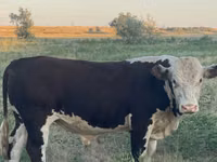 Ng'ombe dume, Ng'ombe wa Kazakh mwenye kichwa cheupe — picha 1