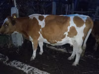 Cow, Latvian Blue cattle — photo 3