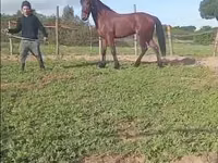 Caballo, Caballos — foto 5