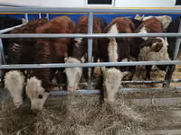 Bull, Cattle — photo 5