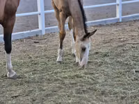 Horse (M), Akhal-Teke — photo 3