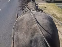 Horse (M), Horses — photo 2