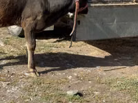 गाय, अलाताऊ नस्ल — फ़ोटो 1