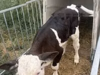 Toro, Simmental cattle — foto 4