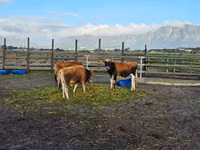 Bull, Jersey breed — photo 4