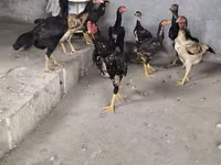 Chickens — फ़ोटो 3