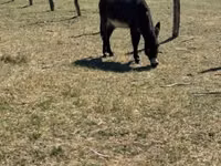 公马, Kerry Bog Pony — 照片 3