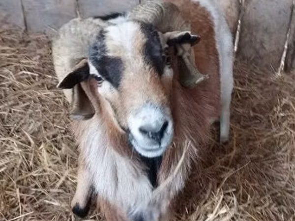 Ziegenbock, Ziegen